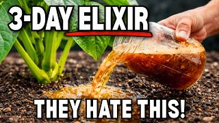 The Living Soil Elixir: How to Turn a Handful of Dirt into a Microbe Weapon!