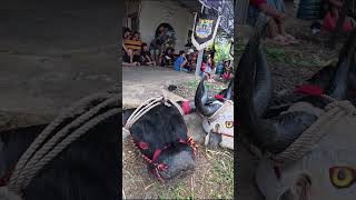 Bantengan Terkecil Sedunia