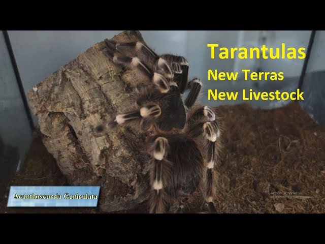 Ταραντούλες, Νέα Τερράριουμ και Νέο Livestock| Feeders Strs ep. 14
