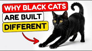 18 Hidden Facts About Black Cats Only 1% of Owners Know | Feline Boss