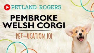 Everything you need to know about Pembroke Welsh Corgi puppies! by Petland Rogers 36 views 8 months ago 1 minute, 5 seconds