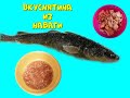 Вкуснятина из Наваги. Тала(струганина). Наважья икра. Сахалинская рыбалка & Sakhalin fishing