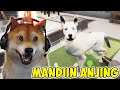 MANDIIN ANJING YANG SUPER KOTOR SAMPAI BERSIH!! - Animal Shelter Indonesia #2