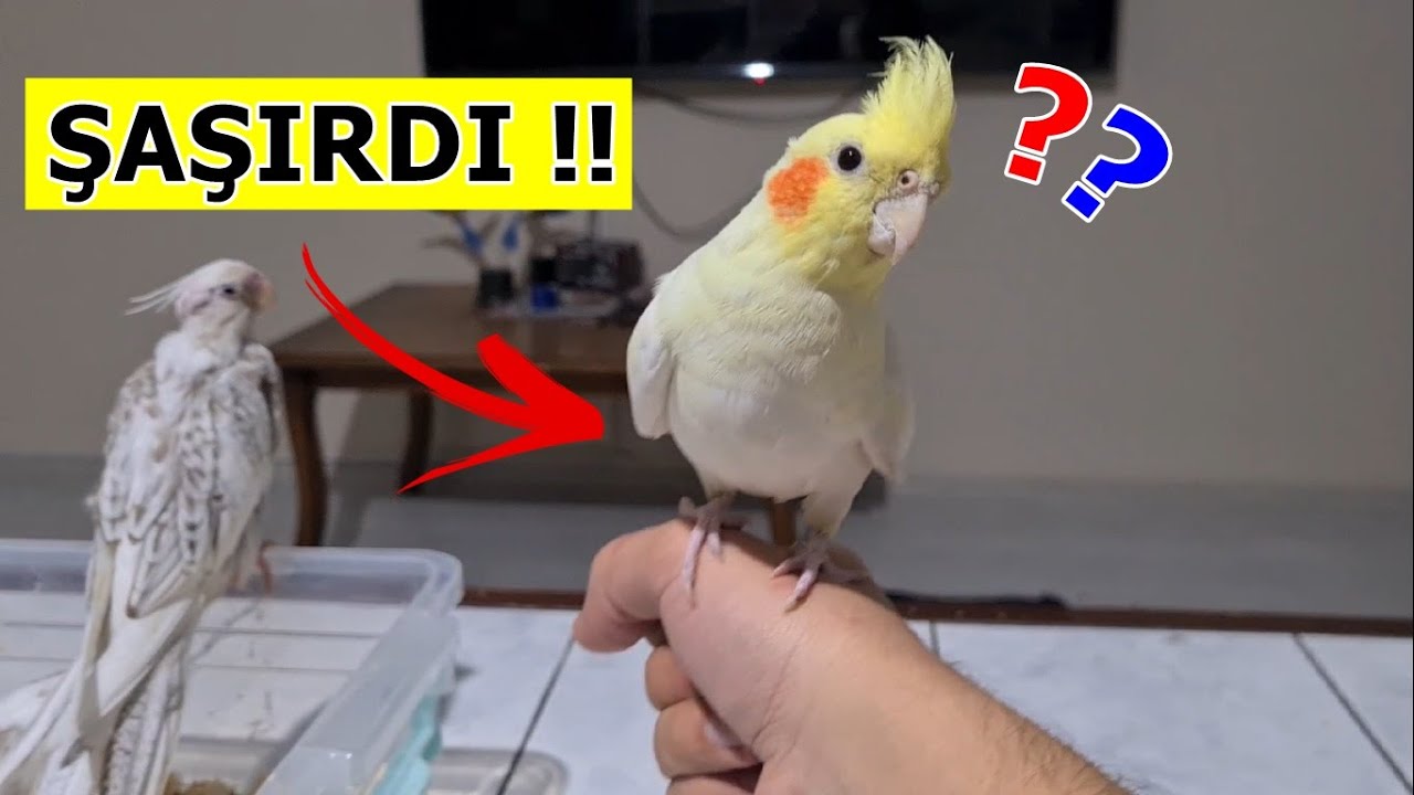 Sultan Papağanı Kürdan Bey Mesut & Özil'le tanışıyor!