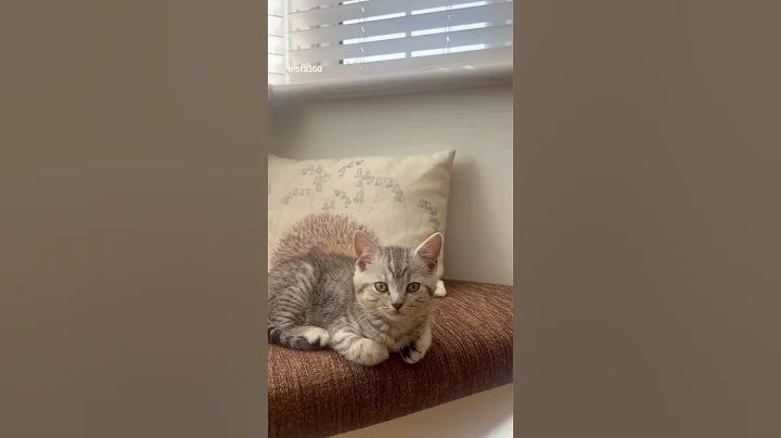 Watch the video about British Shorthair Kitten Enters Power Save Mode 🐾 (Too Cute!) #britishshorthair #catshorts #toocute