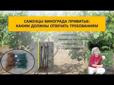 Саженцы винограда привитые, Красохина СИ, апрель 2017