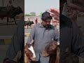 منڈی کے بہترین بکرے! 🐐 دیکھ کر آپ بھی حیران رہ جائیں گے #Shorts #BakraMandi #Qurbani2026 #EidUlAdha