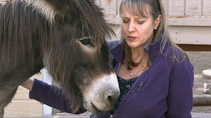 Animal Communicator Sharon Loy Mini Documentary