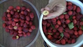 Cleaning Crab Apples: One Bucket View -- ASMR -- No Talking, Clicking, Snapping, Male