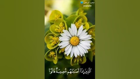 وَبَشِّرِ الصَّابِرِينَ ☘️💚 || تلاوة هادئة أرح قلبك القارئ محمد هشام