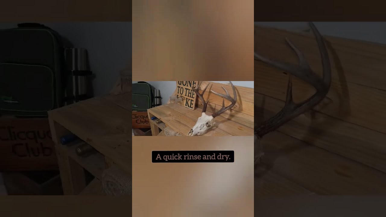 DIY Deer Skull European Mount!!! 