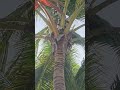 MIRA como le GUSTA el COCO a esta BELLEZA 🥰🐿🌴 #ardillitas #viralvideo