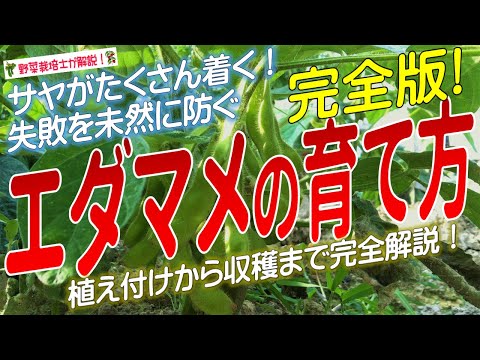 ビッグリーフメープルはどこで育つ？庭に植える前に知っておくべきこと