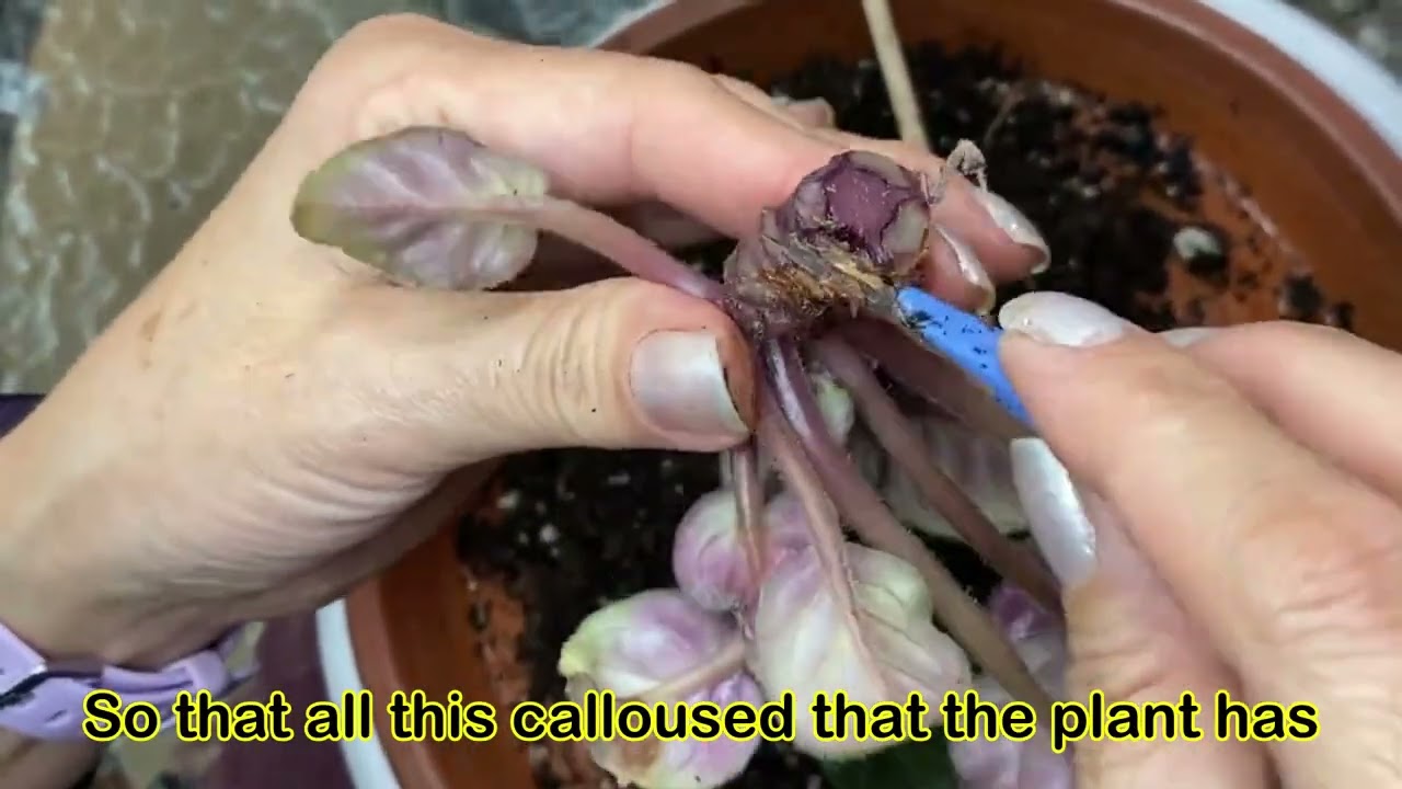 HOW TO DECAPITATE AND OLD AFRICAN VIOLET/ Como decapitar una Violeta Africana