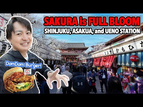 Sakura is Full Bloom Now! Party Everywhere in Tokyo. Shinjuku, Asakusa & Ueno Sakura Update Ep.562