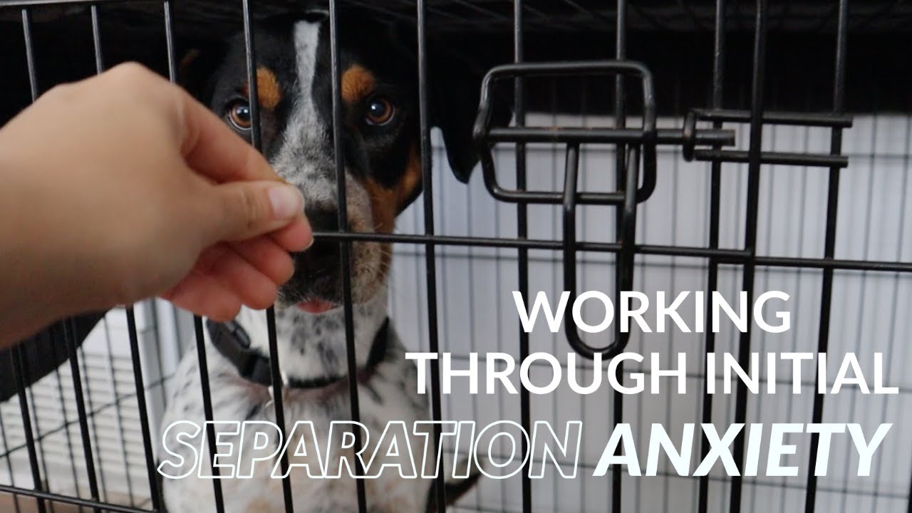 Working Through Separation Anxiety Dog Training Vlog YouTube working-through-separation-anxiety-dog-training-vlog-youtube