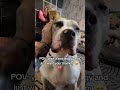 ❤️ Nothing Hurts More Than Seeing Your Baby Unwell 😢🐾 #dogrescue #dogsofyoutube #cutedogs