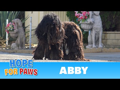 Extremely matted homeless dog wouldn't let anyone touch her for over two years!!!