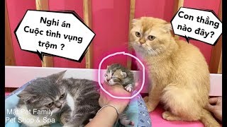 Đỡ Đẻ Cho Mèo Mi Và Nghi Án Mon Bị Đổ Vỏ  Mật Pet Đón Thành Viên Mới^^