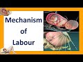Mechanism of labour  seven cardinal movements of labour  labor and delivery  labor and birth