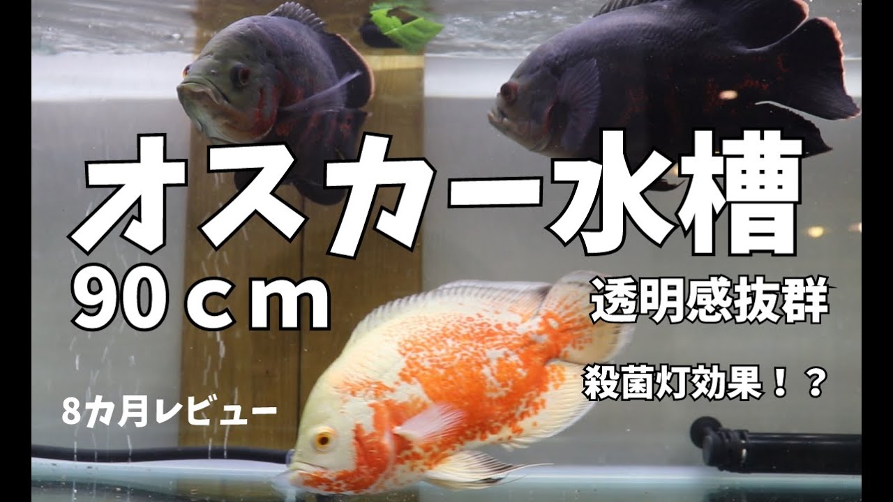 オスカー90cm水槽 8カ月レビュー 殺菌灯効果? - YouTube オスカー90cm水槽 8カ月レビュー 殺菌灯効果? - YouTube