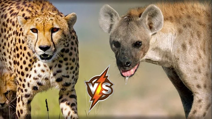CHEETAH VS HYENA - Who is Stronger? Who Would Win?