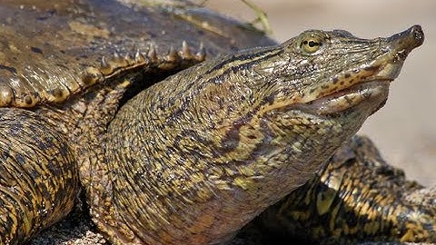 The Spiny Softshell Turtle: Ontario Wildlife Video Series