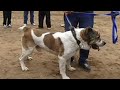 Легендарный Лал ЁлБарс одно из последних появлений Туркменский Волкодав Champion Work Dogs Alabai