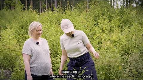 Sustainable forestry ensures forest growth and biodiversity in the forest cycle - Full video