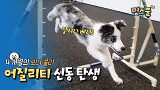 the genius canine of dog agility, Border collie is born!│Mungschool beginner parents