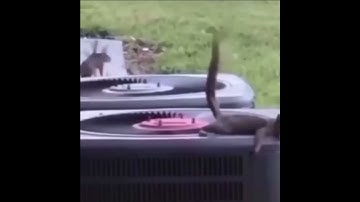 Squirrel does poop in the air conditioner and hits other squirrel 🐿