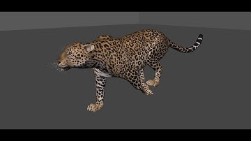 Leopard Run Cycle Animation