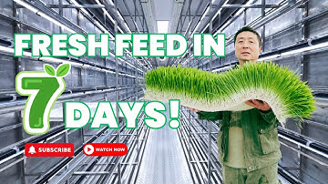 A Detailed Tour of the Lyine Hydroponic Fodder Container | Built for Quality & Automation