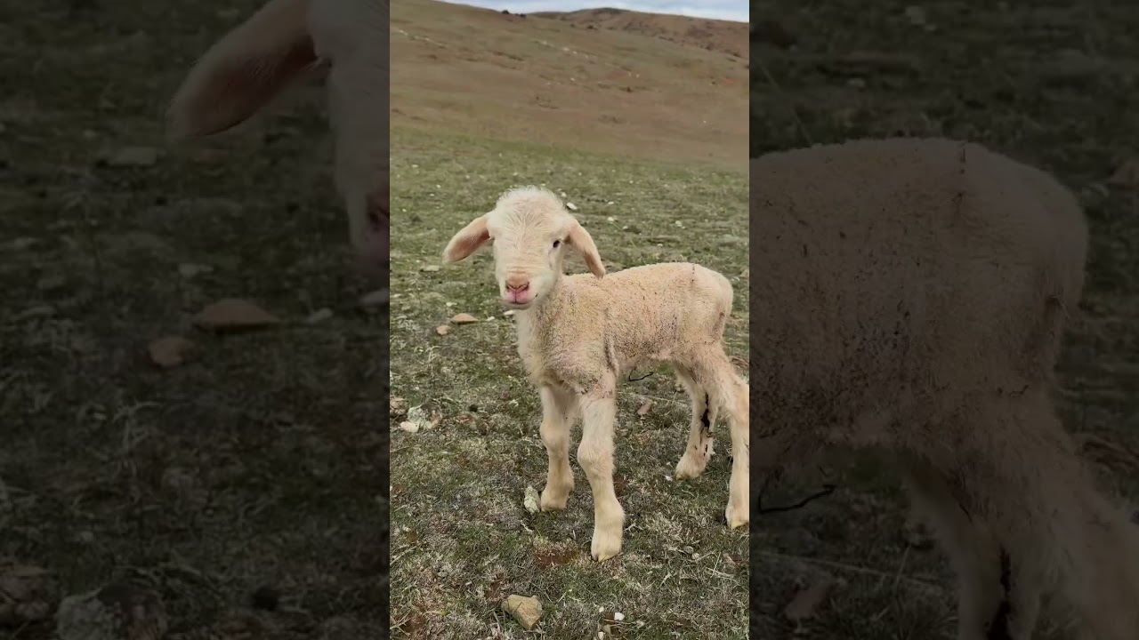 Heysen Trail Spalding to Burra part 7