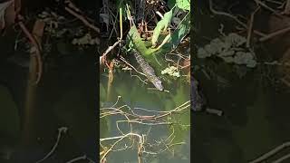 Do NOT Feed Alligators 🐊 #crocodile #shorts #funnyanimals