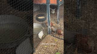 Baby chicks are bigger