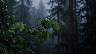 Deep Sleep Rain 🌧️ Gentle Rainfall White Noise | Relaxing Night Rain for Insomnia
