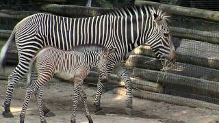 Cute Baby Zebra ColtCincinnati Zoo