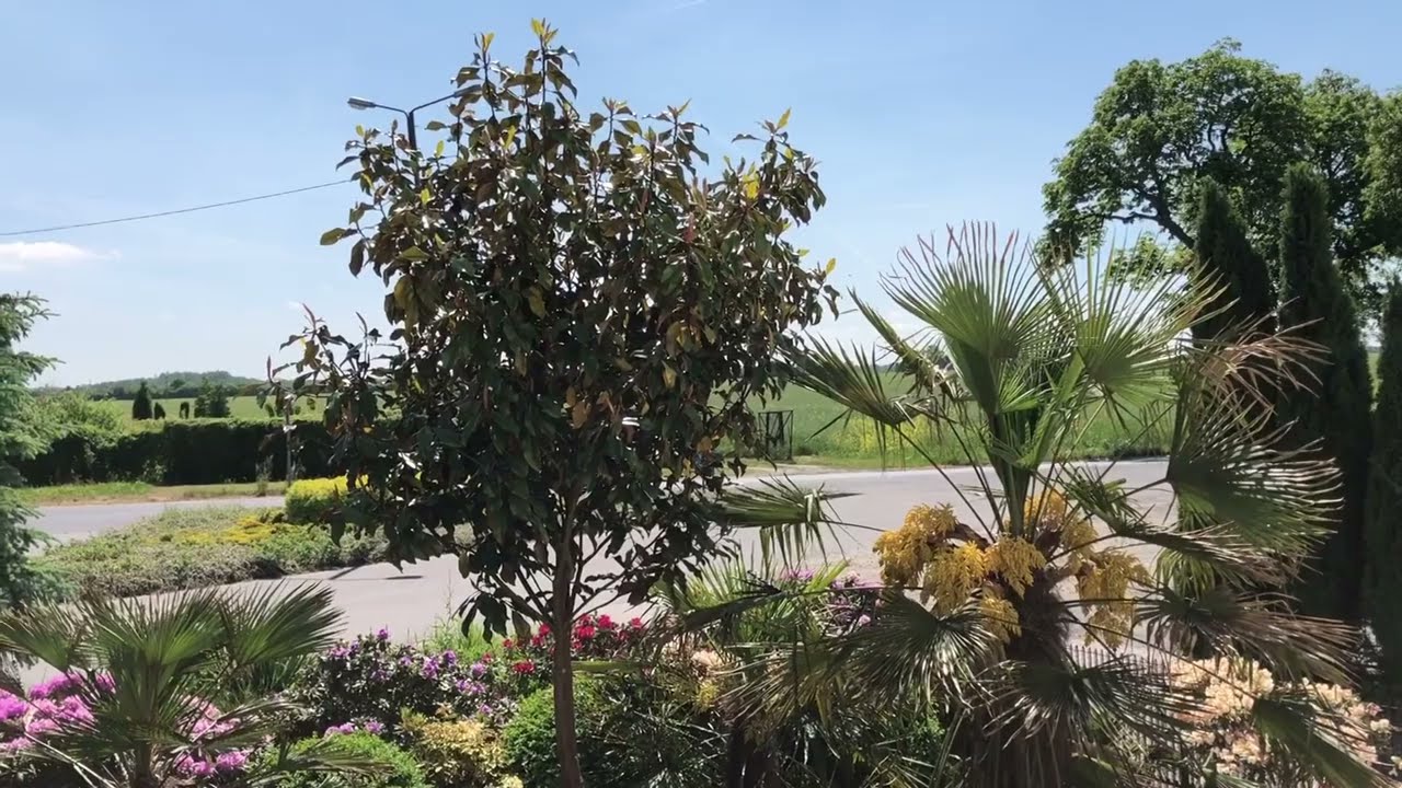 Magnolia grandiflora Bracken’s Brown Beauty