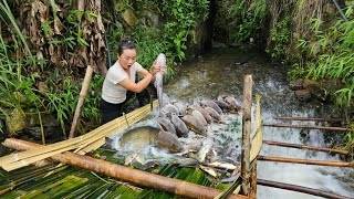 The girl used bamboo as a simple fish trap and unexpectedly harvested a lot of delicious fish.