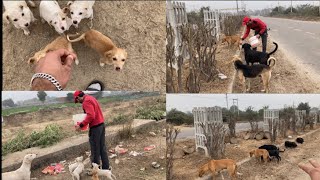 FEEDING STRAY DOGS - DAY 2 by Pet care 391 views 3 months ago 5 minutes, 46 seconds