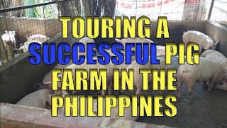 Touring A Successful Pig Farm In The Philippines.