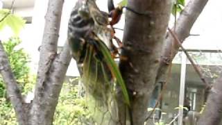 semi- Japanese cicada in summer.AVI