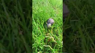 Timelapse of Snail