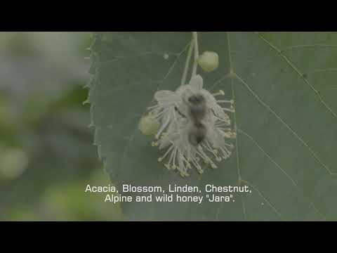 აღმოაჩინე საქართველო: უძველესი თაფლის სამშობლო