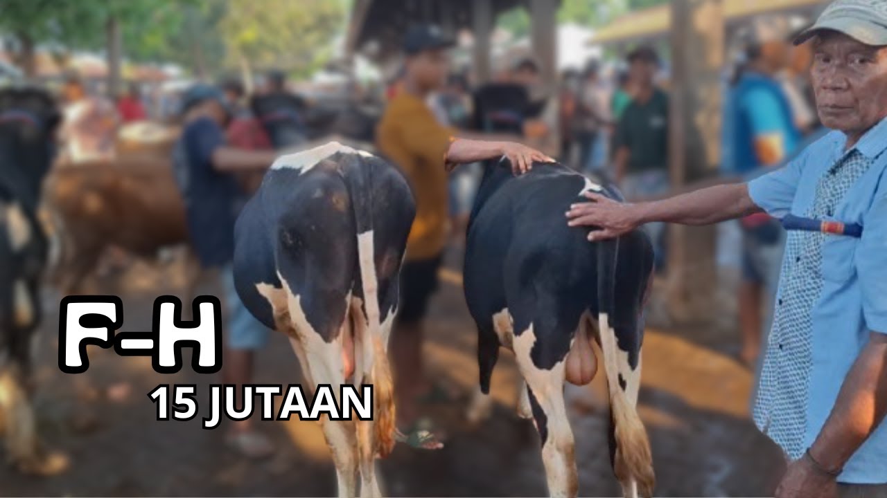 REVIEW SAPI F-H HARGA 15 JUTAAN DI PASAR HEWAN WONOASIH KOTA ...