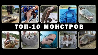 ТОП-10 самых больших пресноводных рыб в мире
