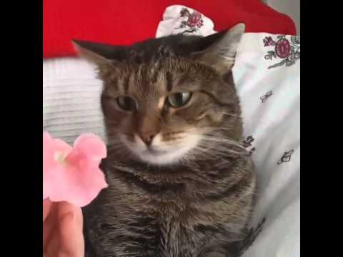 Flower crashes cat. By Sophiella cats n&#039; nails via 4GIFs.com