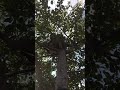 Nicothec stuck in a tree