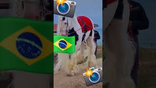 cavalo bravo pintadu dança #horse #agro
